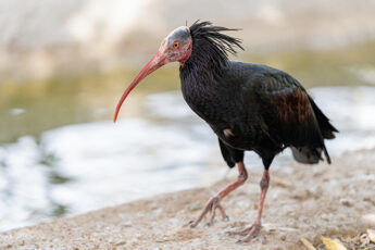 Ibis Eremita Friuli Venezia Giulia?