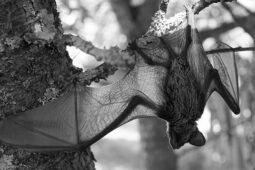 Nottola Gigante, In Friuli la Prima Nursery In Italia: Dove?
